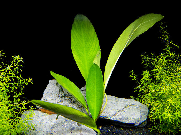 Anubias hastifolia