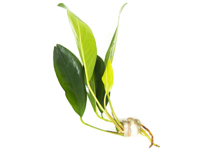 1 Plant
