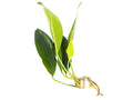1 Plant