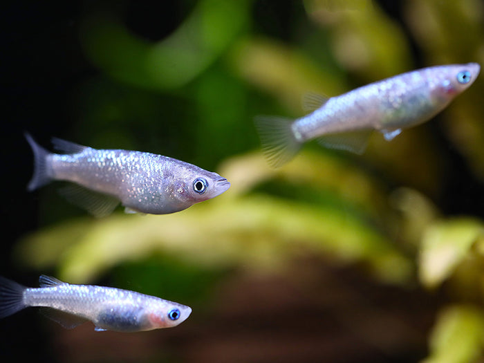 Blue Amber Lamé Medaka Ricefish (Oryzias latipes) - Tank Bred