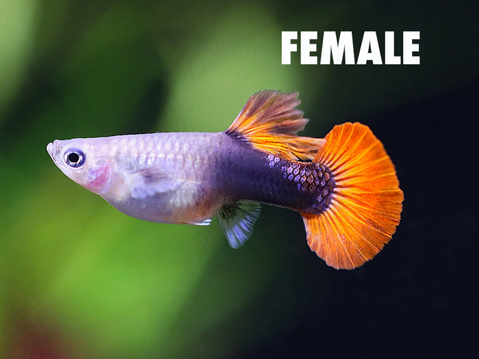 Female Half Black Rose Guppy (Poecilia reticulata) tank bred freshwater aquarium fish