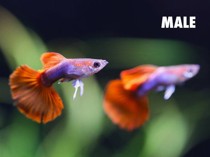 Adult male Half Black Rose Guppy (Poecilia reticulata) displaying black and rose-red coloration