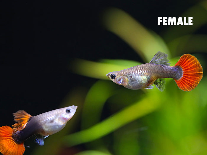 Half Black Rose Guppy (Poecilia reticulata) peaceful community fish for planted aquariums