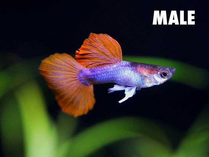 Male Half Black Rose Guppy (Poecilia reticulata) displaying classic half black body pattern