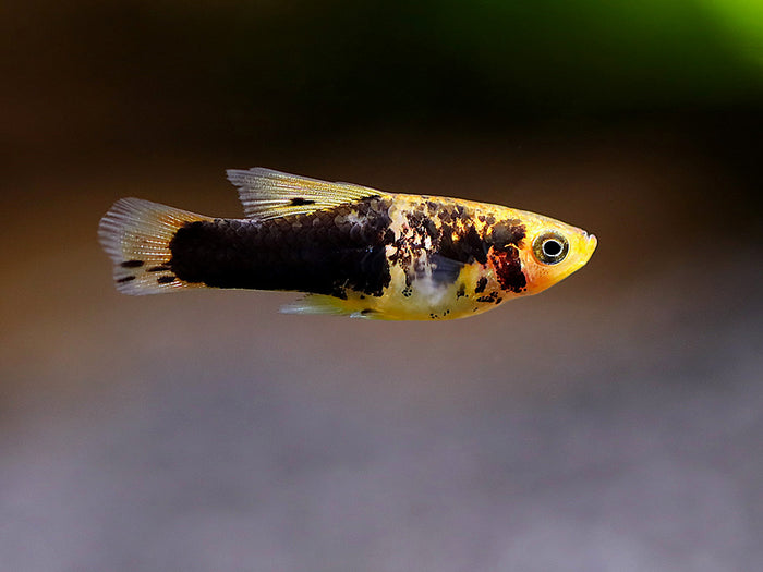 Hi Fin Yellow Variatus Platy (Xiphophorus variatus) – Locally Bred!
