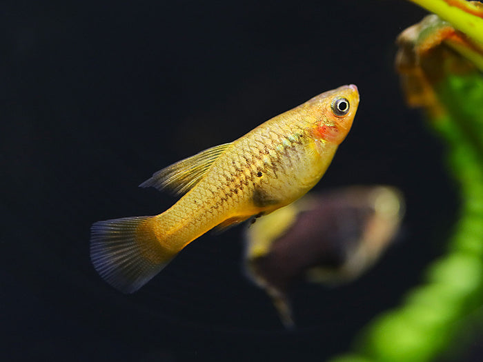 Hi Fin Yellow Variatus Platy (Xiphophorus variatus) – Locally Bred!