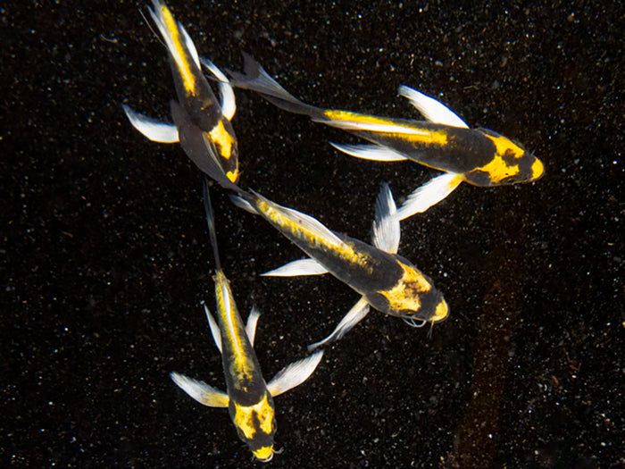 Mayan Butterfly Koi (Cyprinus rubrofuscus "Mayan") - Tank Bred