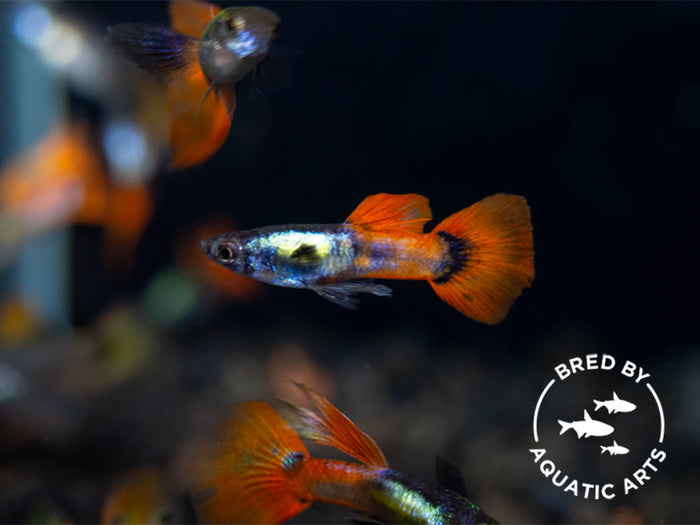 Platinum Redtail Guppy (Poecilia reticulata), BREDBY: Aquatic Arts