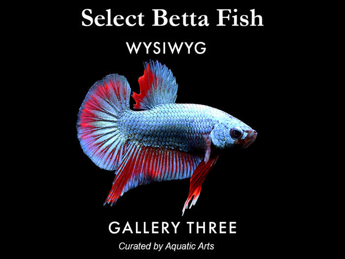 Premium Select Betta Fish (Betta splendens) - WYSIWYG Gallery Three