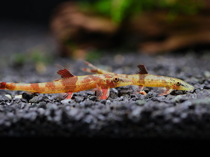 Red Lizard Hillstream Loach (Homaloptera ogilviei) freshwater aquarium fish