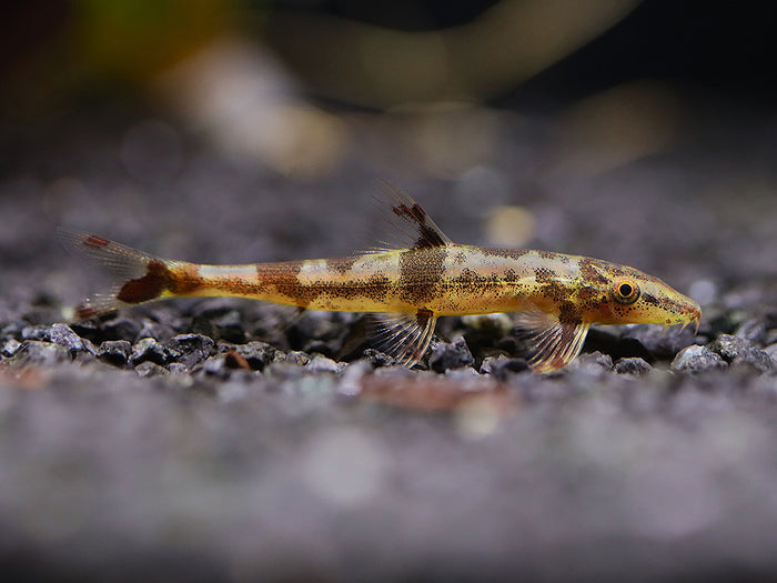 Red Lizard Hillstream Loach (Homaloptera ogilviei) resting on natural stone in a river-style aquarium