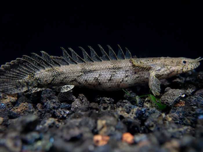 Saddled Bichir (polypterus endlicheri)  - Tank-Bred!