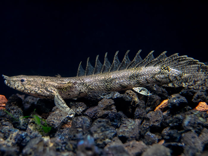 Saddled Bichir (polypterus endlicheri)  - Tank-Bred!