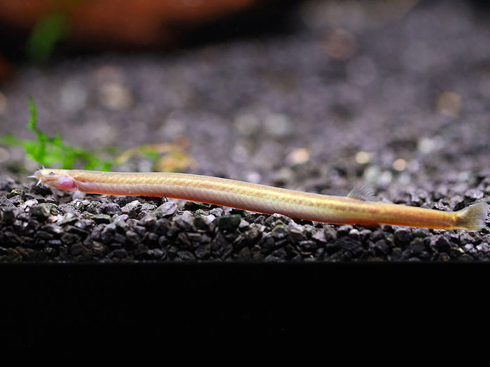 Silver Kuhli Loach (Pangio anguillaris)