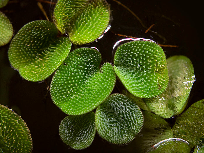 Water Spangles (Salvinia minima)