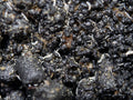 White Tropical Springtails (Collembola springtails sp.) - Bred by: Aquatic Arts